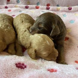 Australian Labradoodle and Double Doodle Puppies from Little Kingdom Doodles