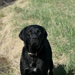 Jet - Black male Catahoula Leopard Dog puppy in Forbes, Minnesota from North Country Catahoulas