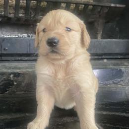 Chris - Golden male Golden Retriever puppy in 3446 E 600 N, Indiana from Precious Golden's