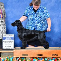 Kola - Field Spaniel