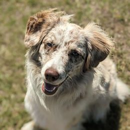 Gentry - Aussiedoodle