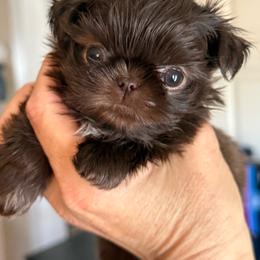 Warrior - Chocolate and tan male Shih Tzu puppy in Glens Falls, New York from Shih Tzus N Giggles