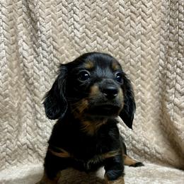 Luna - Black and tan female Dachshund puppy in Milroy, Pennsylvania from Not Your Average Weiner