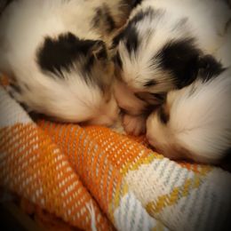 Australian Shepherd and Olde English Bulldogge Puppies from Patchwork Kennels