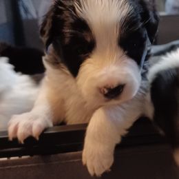 Border Collie Puppies from Kait Standal