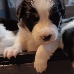 Border Collie Puppies from Kait Standal