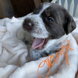 Wirehaired Pointing Griffon Puppies from Happy Hollow Griffons