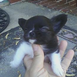 Chihuahua Puppies from Chilove Chihuahuas