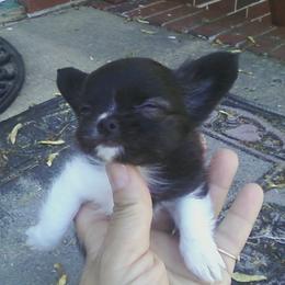 Chihuahua Puppies from Chilove Chihuahuas
