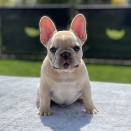 Boy 2 - Cream French Bulldog puppy in Ellensburg, Washington from Rodeo City Frenchies