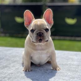 Boy 2 - Cream French Bulldog puppy in Ellensburg, Washington from Rodeo City Frenchies
