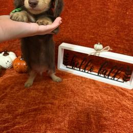 Green - Chocolate and cream male Dachshund puppy in Canton, Texas from Bonnie and Clyde Dachshunds