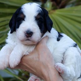 Bernedoodle puppies from Palm Canyon Bernedoodles