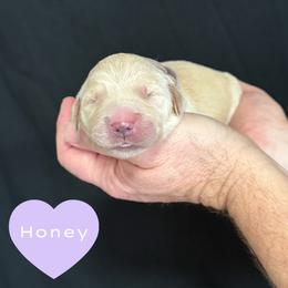 Honey (Purple) - Golden female Golden Retriever puppy in Cadillac, Michigan from K & M Golden Retrievers