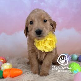 Athena - Cream female Companion Cross puppy in Utah County, Utah from Big Hearted Breeders