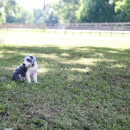 Opal - Harlequin female Great Dane puppy in Rosharon, Texas from Parker's Great Danes