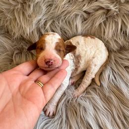 Knox - Parti male Poodle puppy in Osyka, Mississippi from Southern Sunshine Standards