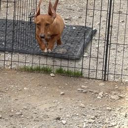 Kate - Red female Dachshund puppy in Athens, Alabama from 4 Moore Ranch