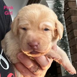 Pink Girl - Yellow female Labrador Retriever puppy in Rock Hill, South Carolina from North Star Retrievers