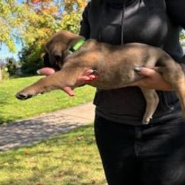 Cane Corso Puppies from PNW Cane Corsos
