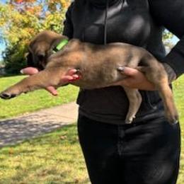 Cane Corso Puppies from PNW Cane Corsos