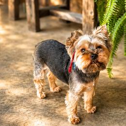 Jadah - Yorkshire Terrier