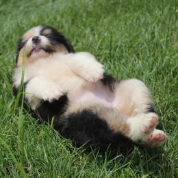 Australian Shepherds from CK Aussies