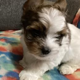 Biewer Terrier puppies from Heavenly Yorkies in Southeast Tennessee