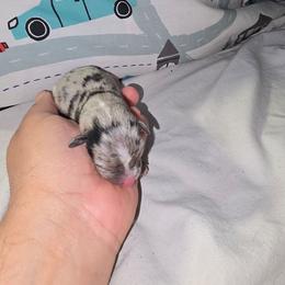 Mr grey - Merle male Chihuahua puppy in West York, Pennsylvania from Perfect Color Chihuahuas