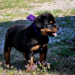 Rottweilers from Cross O Ranch Rottweilers