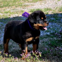 Rottweilers from Cross O Ranch Rottweilers