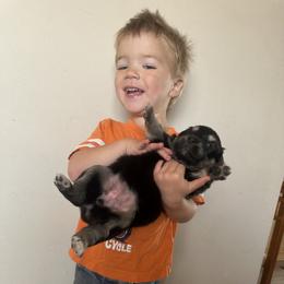 Australian Shepherd Puppies from South Dakota Creekside Australian Shepherds
