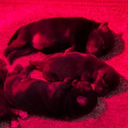Small black male - Black male Pug puppy in Fitzwilliam, New Hampshire from Kayla's Pugs