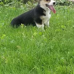 Pembroke Welsh Corgi Puppies from Benischek's P. W. Corgi's