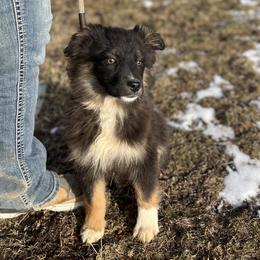 Arizona Black - Black tri-color Australian Shepherd puppy in Beaver, Utah from Renegade Point Stock Dogs