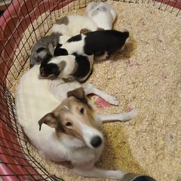 Collie puppies from Desert Kennels