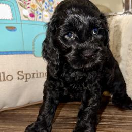 Rhett - Black male Cockapoo puppy in Richton, Mississippi from Magnolia Hill Doodles