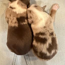 Miniature Australian Shepherd Puppies from Aussie Gems