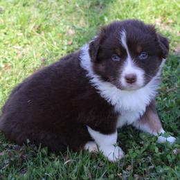 Tate - Red tri-color male Australian Shepherd puppy in Kansas, Oklahoma from Windy G Farm