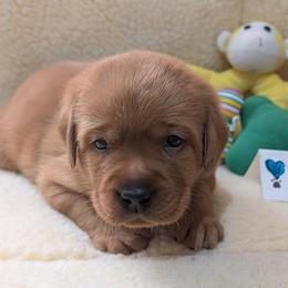 Blue Dot - Yellow male Labrador Retriever puppy in Farmingdale, New Jersey from Familyraised Labradors