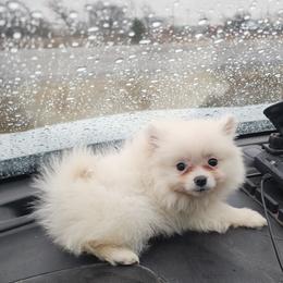 Yellow - Cream female Pomeranian puppy in Fort Worth, Texas from Ramos' Pommies