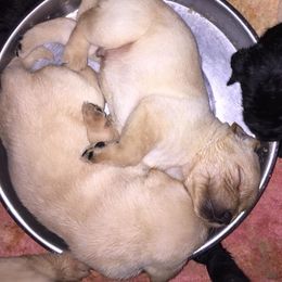 Labrador Retriever Puppies from Sandra Wolfe