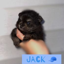 Jack - Black and tan male Pomeranian puppy in Willow Spring, North Carolina from GTBBF Pomeranians