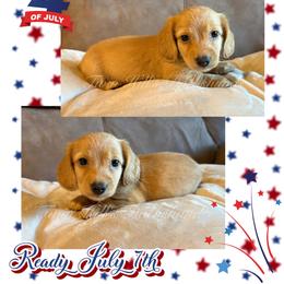 Hamilton - Cream male Dachshund puppy in Jonesboro, Illinois from Twin Hills Dachshunds