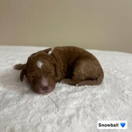 Snowball - Red  male Goldendoodle puppy in Crothersville, Indiana from Wischmeier’s Doodles