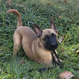 Meteor - Red male Belgian Malinois puppy in Charleston, West Virginia from Louisov Kennel