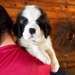 Red Collar M - Brown and white male Saint Bernard puppy in New York from Johnson Farms
