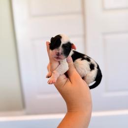 Rutabaga - Black and white male Portuguese Water Dog puppy in Brookville, Ohio from Cornerstones Porties