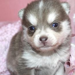 Cloud - Blue female Pomsky puppy in Uintah County, Utah from Bingo's Wolfhounds, Lollipop Pomskies