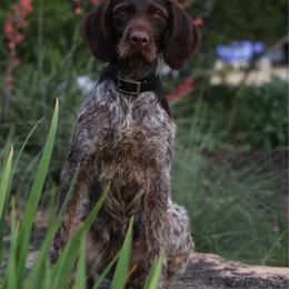 Emma - German Wirehaired Pointer